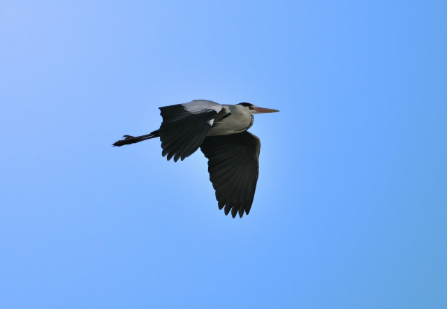 青空を飛ぶ鳥