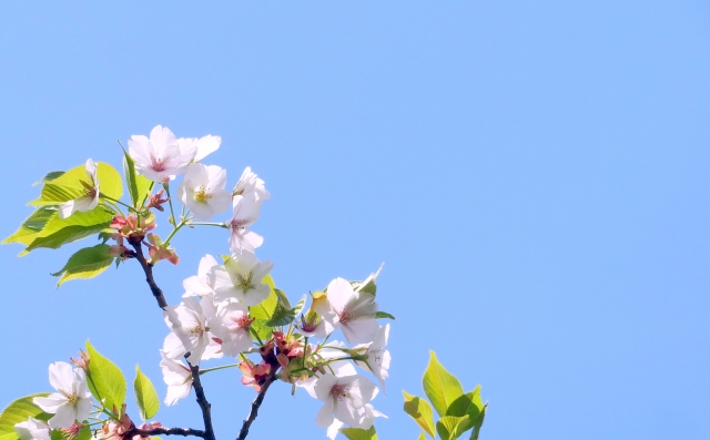 青空と桜の花